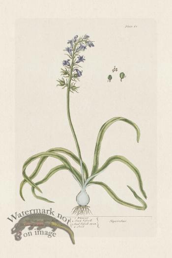 BEE 061 Hyacinth or Hare Bells